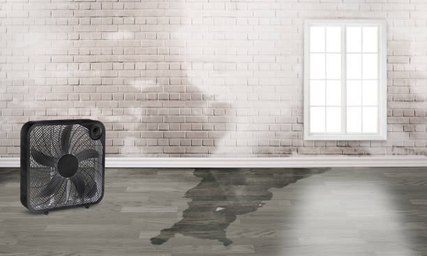 Best Water damage cleanup near me  in Crandon, WI